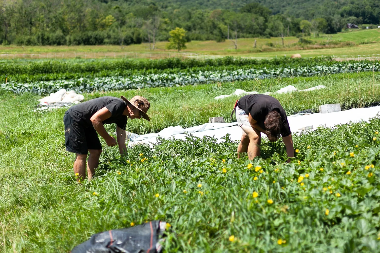 Farm